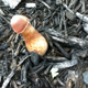 Illustration for article titled Wild Mushroom Dong Is The Dongiest Unintentional Dong Weve Ever Seen